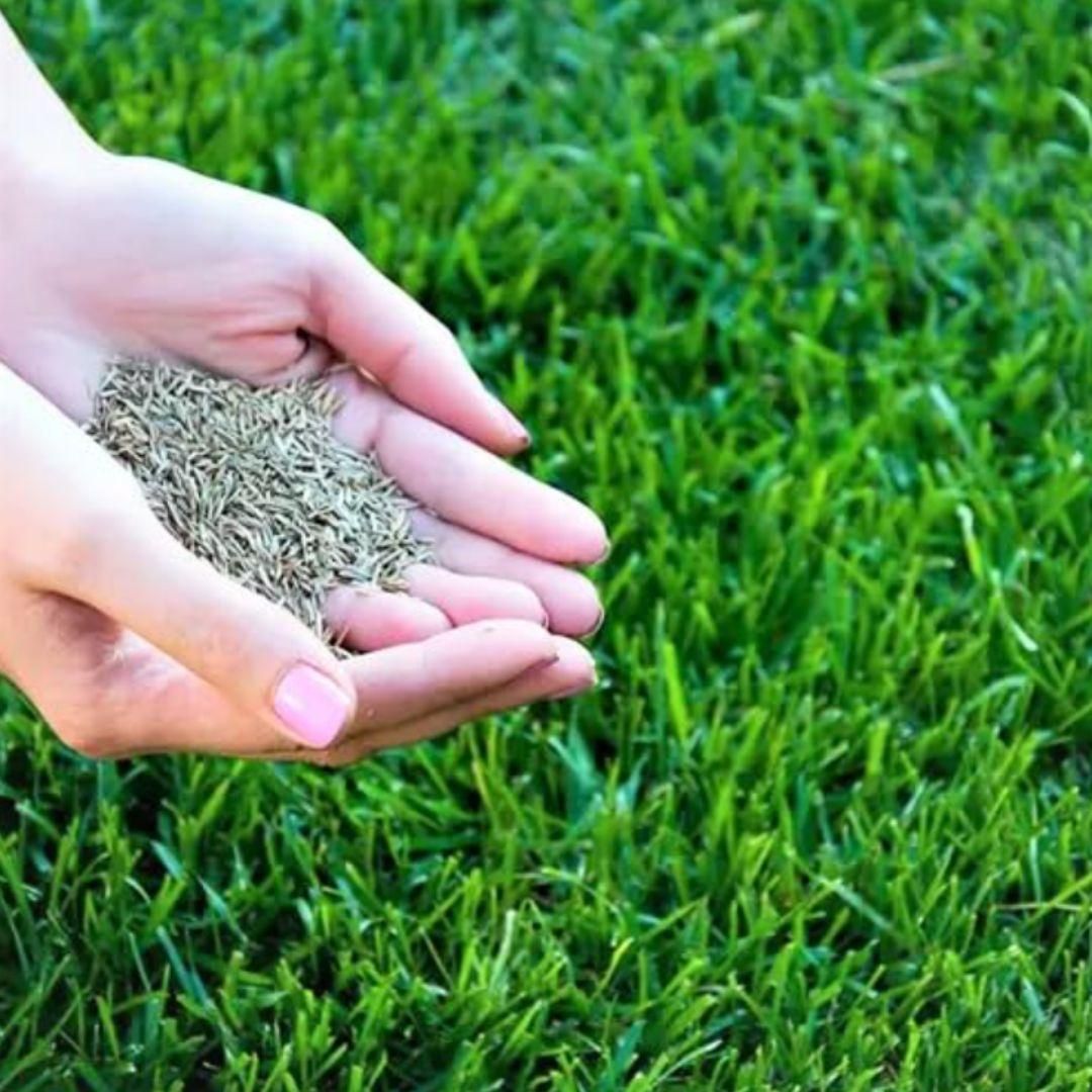 🌿Organic Grass Seeds - (Pack Of 100 seeds)🌿